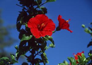 旭川駅から徒歩3分!東横INN旭川駅前一条通の魅力と便利なポイント完全ガイド